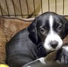 adoptable Dog in  named S