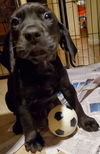 adoptable Dog in pottstown, PA named Hershey (in foster)