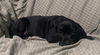 adoptable Dog in pottstown, PA named Hazelnut (in foster)