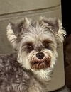 adoptable Dog in pottstown, PA named Bambi (in foster)