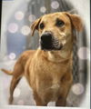 adoptable Dog in  named Oliver (in foster)