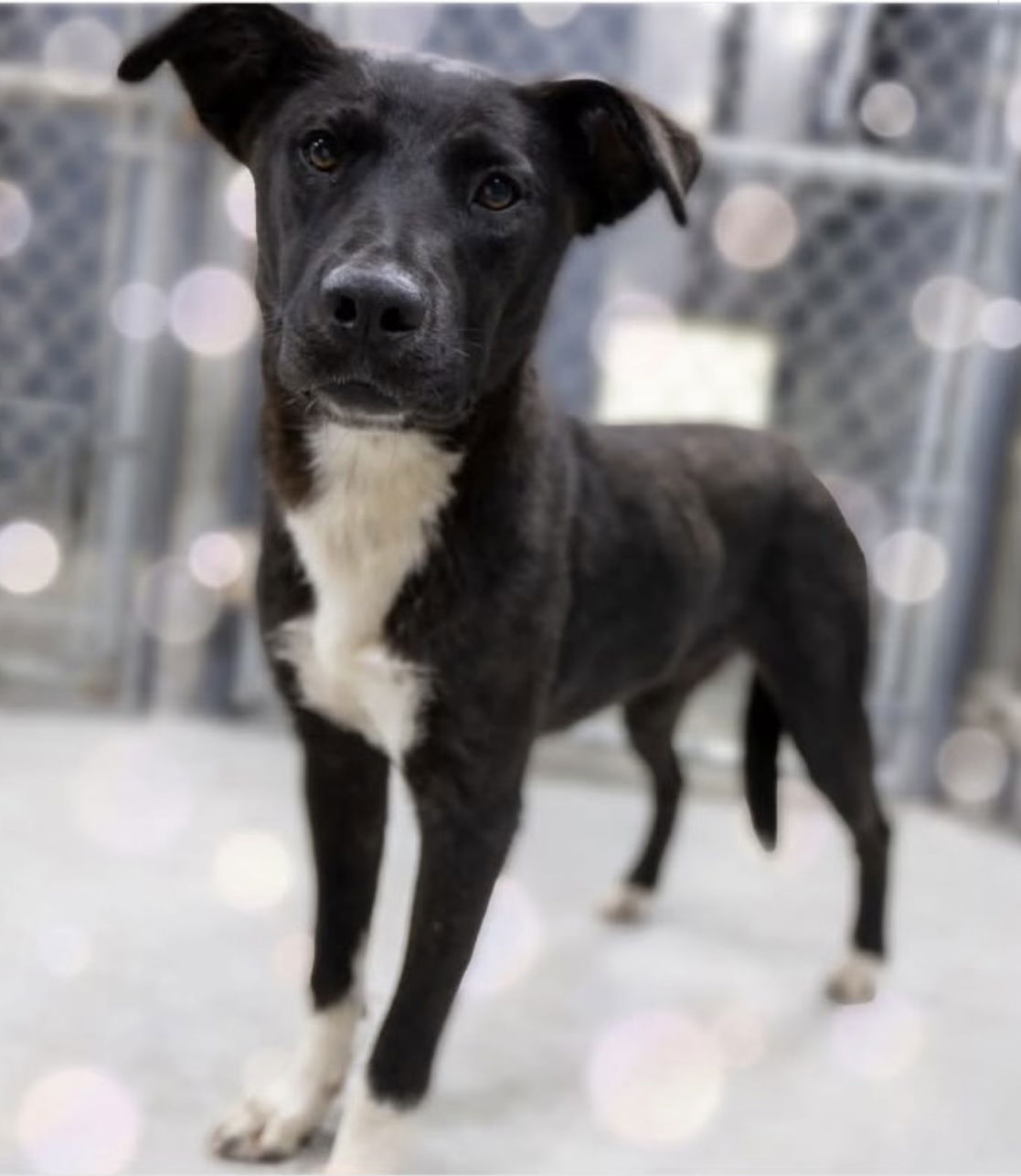 adoptable Dog in Bulls Gap, TN named Cookie (in foster)