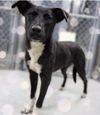 adoptable Dog in  named Cookie (in foster)