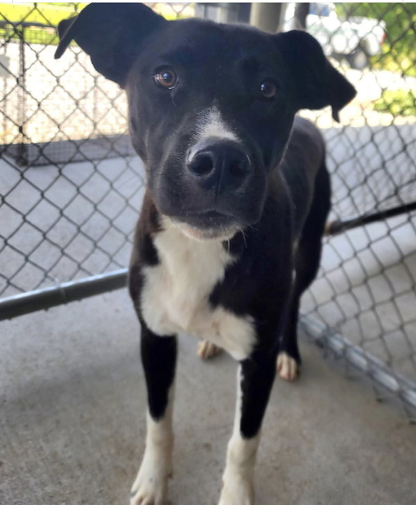 Sidney (in foster)