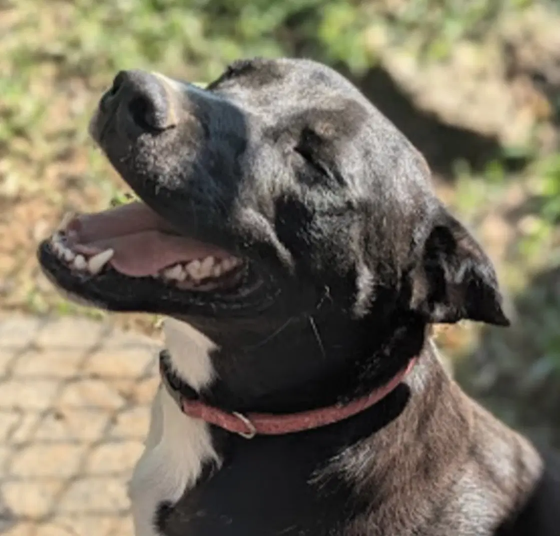 Sidney In Foster - Border Collie