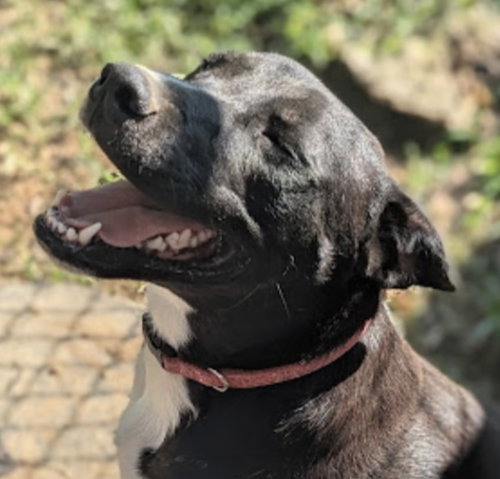 SIDNEY (IN FOSTER) - Border Collie / Labrador Retriever available for adoption