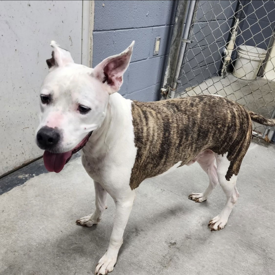 adoptable Dog in Pottstown, PA named Duck (in foster)