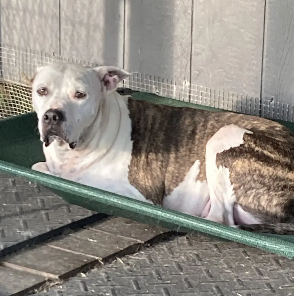 Duck In Foster - American Bulldog