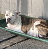 Duck (in foster) - Photo 1