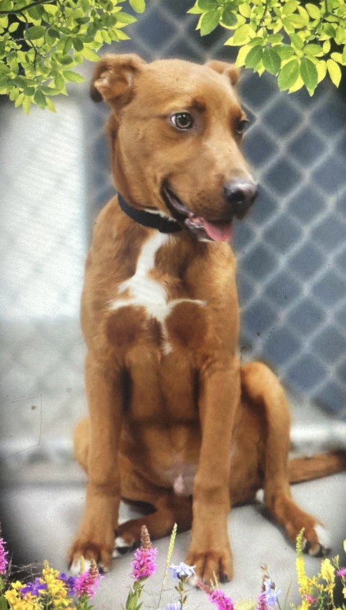 Photo of Rudy (in foster)