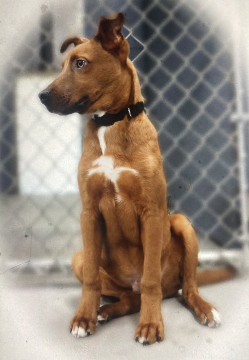 Photo of Rudy (in foster)