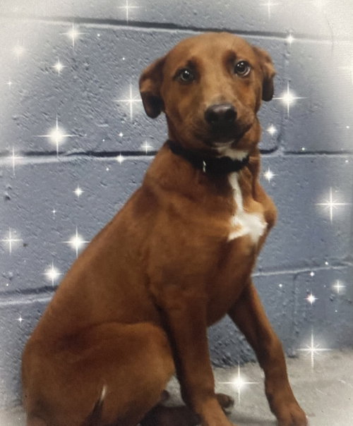 Photo of Rudy (in foster)