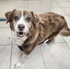 adoptable Dog in  named Bella (in foster)