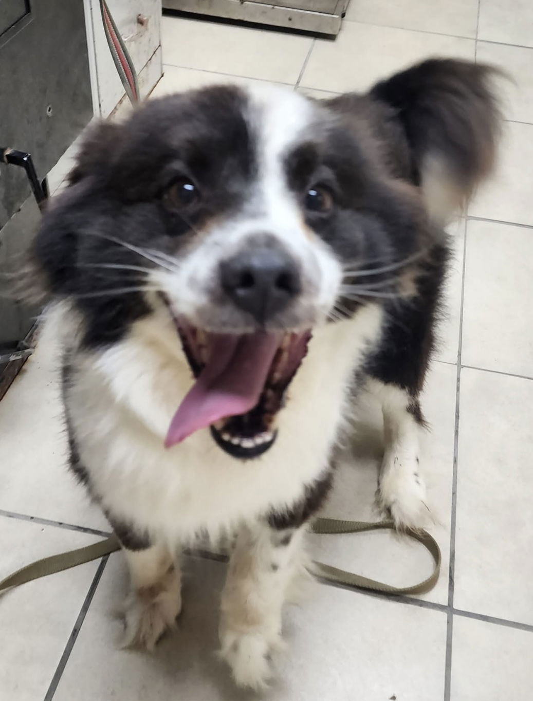 adoptable Dog in Pottstown, PA named Maverick (in foster)