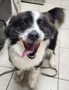 adoptable Dog in pottstown, PA named Maverick (in foster)