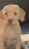adoptable Dog in pottstown, PA named Julie (in foster)