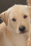 adoptable Dog in pottstown, PA named Joey (in foster)