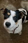 adoptable Dog in pottstown, PA named Jerry (in foster)
