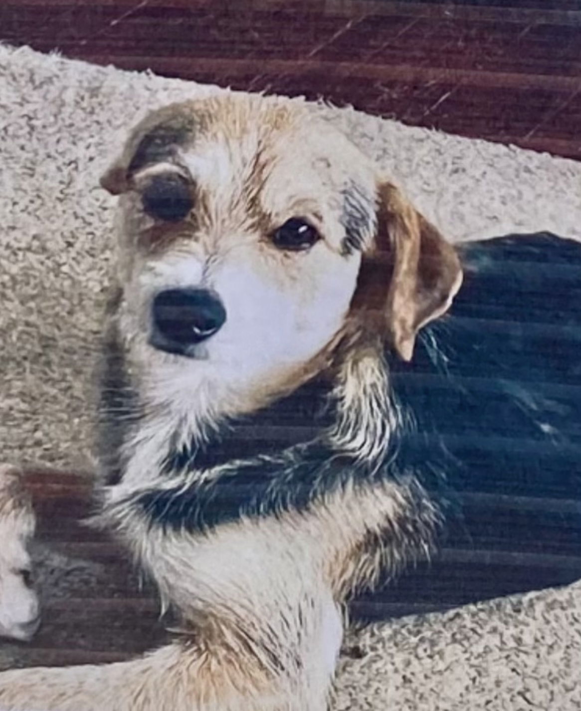 adoptable Dog in Pottstown, PA named Jasper (in foster)