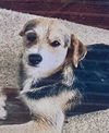 adoptable Dog in pottstown, PA named Jasper (in foster)