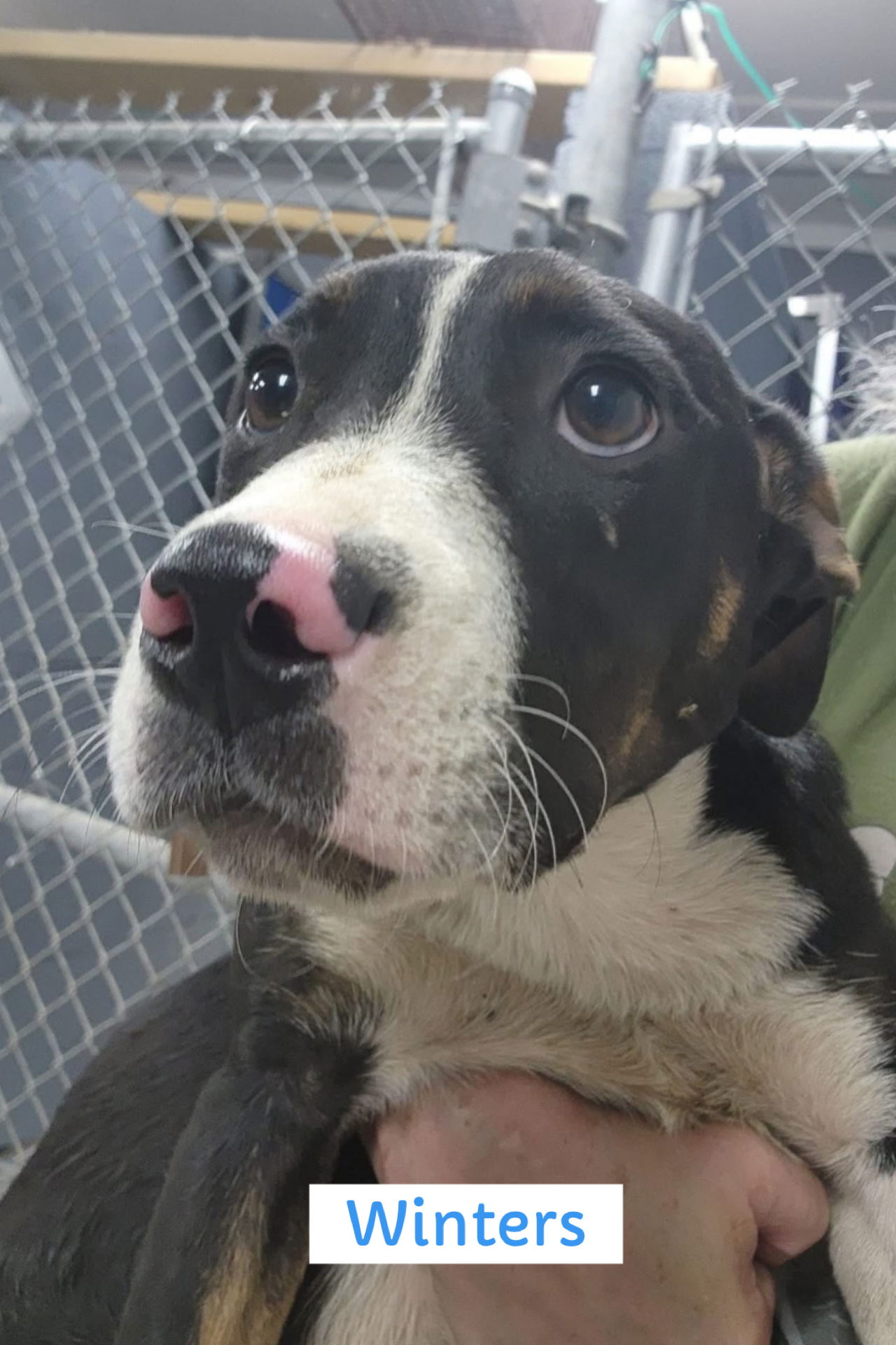 adoptable Dog in Pottstown, PA named The Band of Brothers