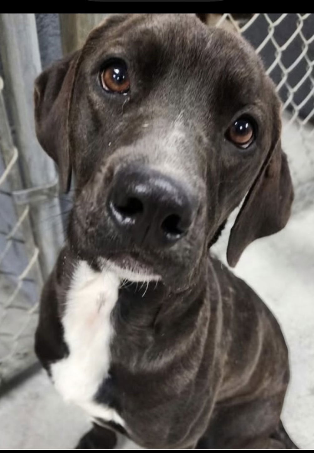 adoptable Dog in Pottstown, PA named Bodie (in foster)