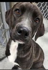 adoptable Dog in  named Bodie (in foster)