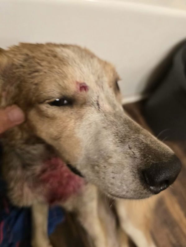 adoptable Dog in Pottstown, PA named Mason (in foster)