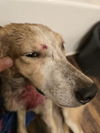 adoptable Dog in  named Mason (in foster)