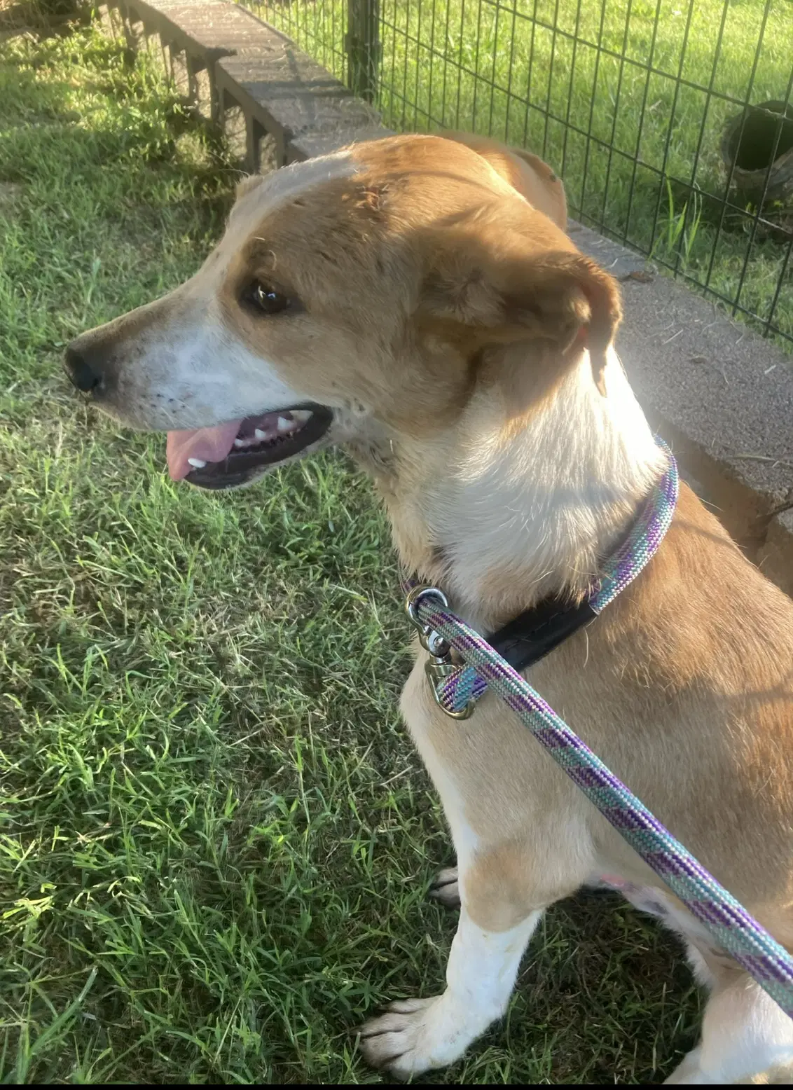 Mason In Foster - Border Collie