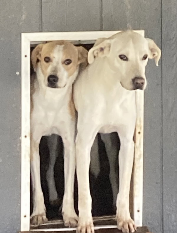 Mason (in foster)