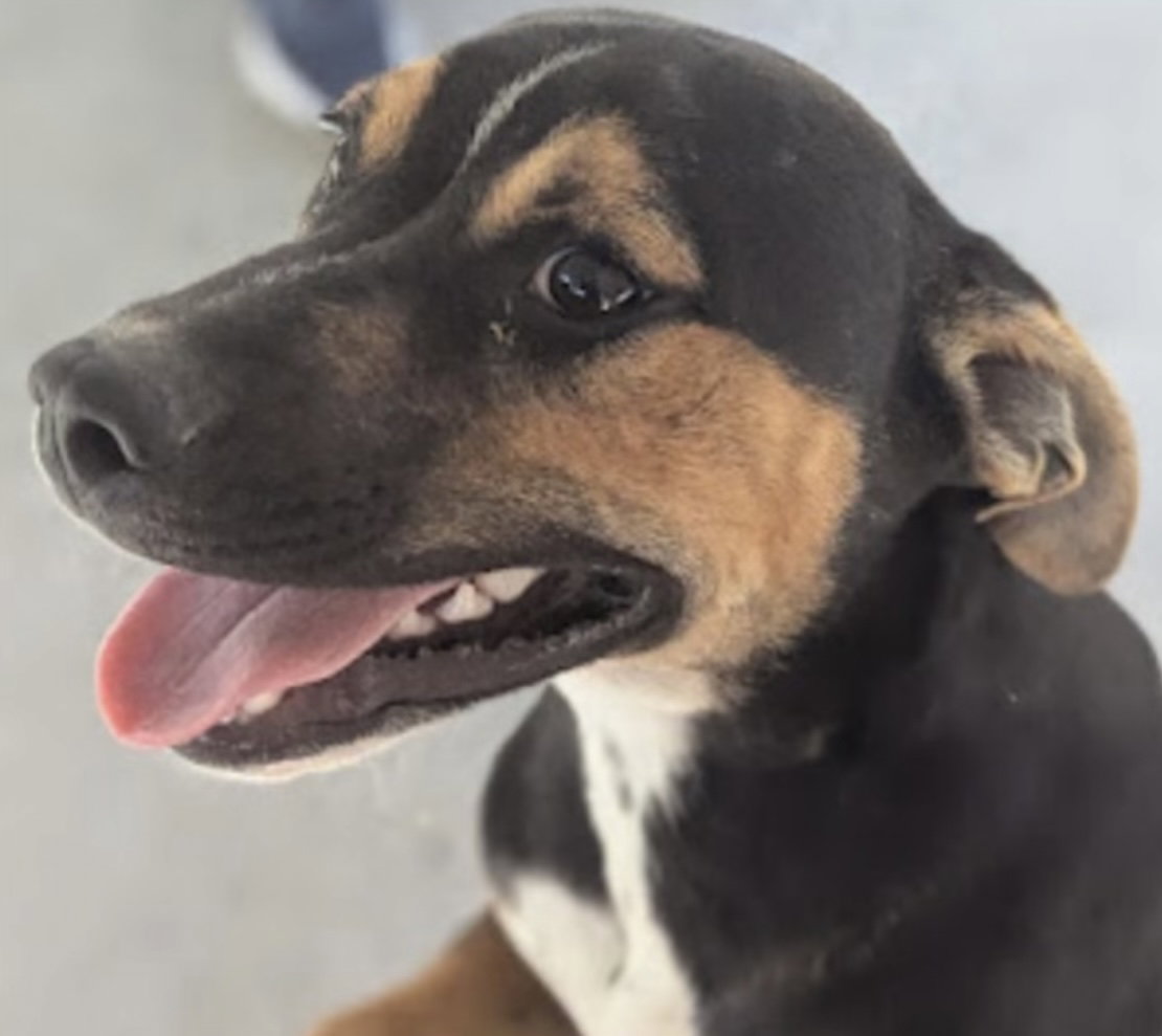 Nick (in foster)