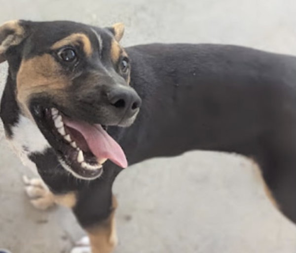 Nick (in foster)