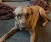 Rusty - Photo 1
