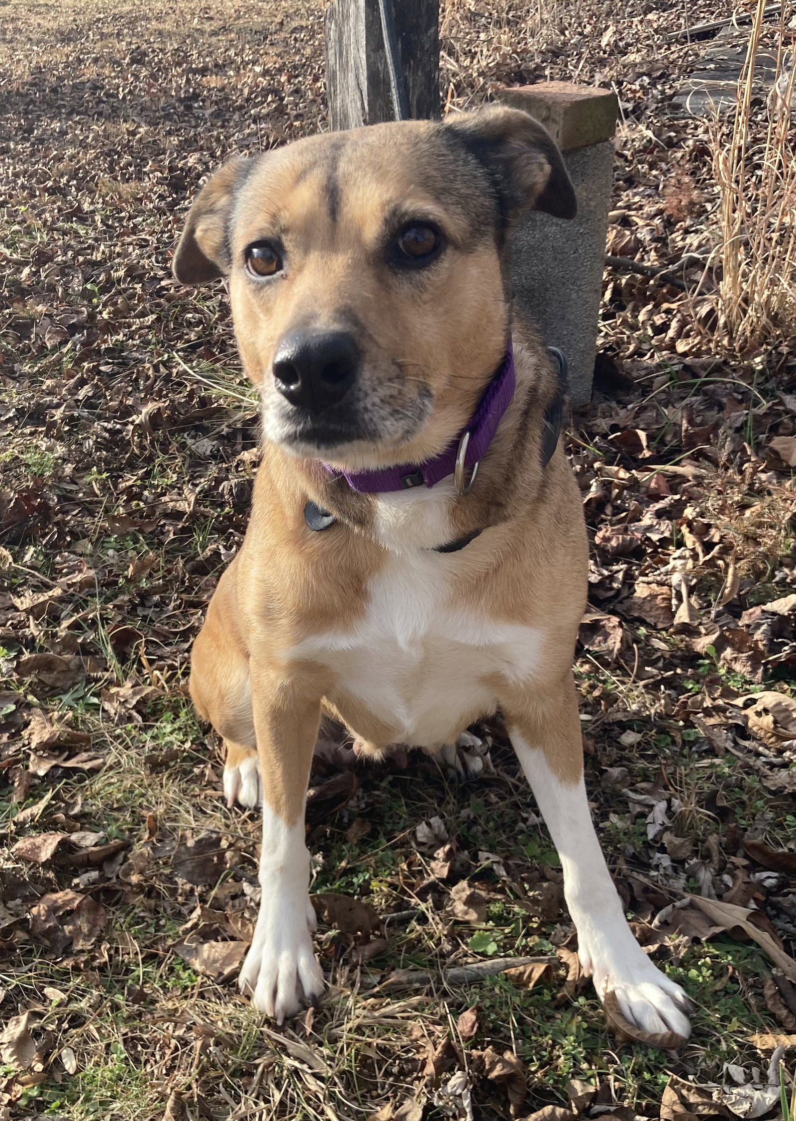 Amber (in foster)