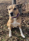 Amber (in foster) - Photo 1