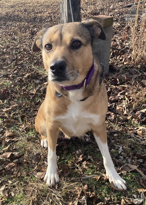 AMBER (IN FOSTER) - Beagle available for adoption