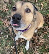Amber (in foster) - Photo 2