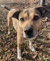 Amber (in foster) - Photo 3