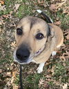 Amber (in foster) - Photo 4