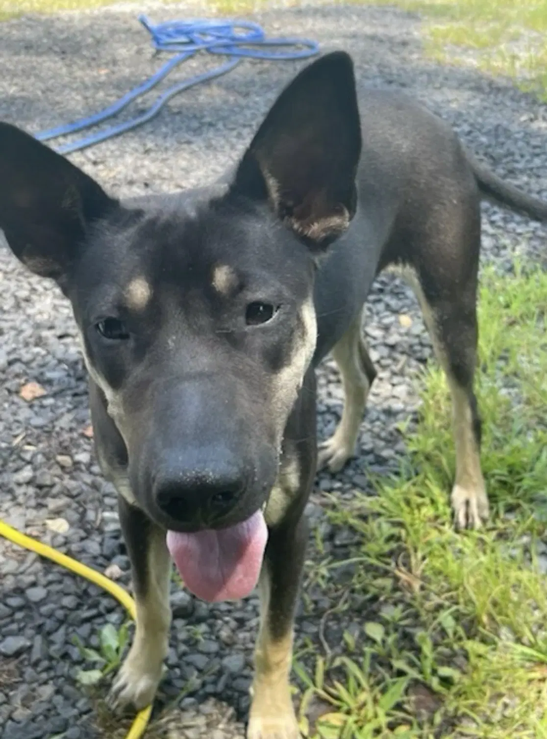 Molly - Australian Kelpie