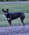 Molly - Photo 2