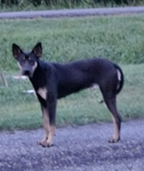 MOLLY - Australian Kelpie available for adoption