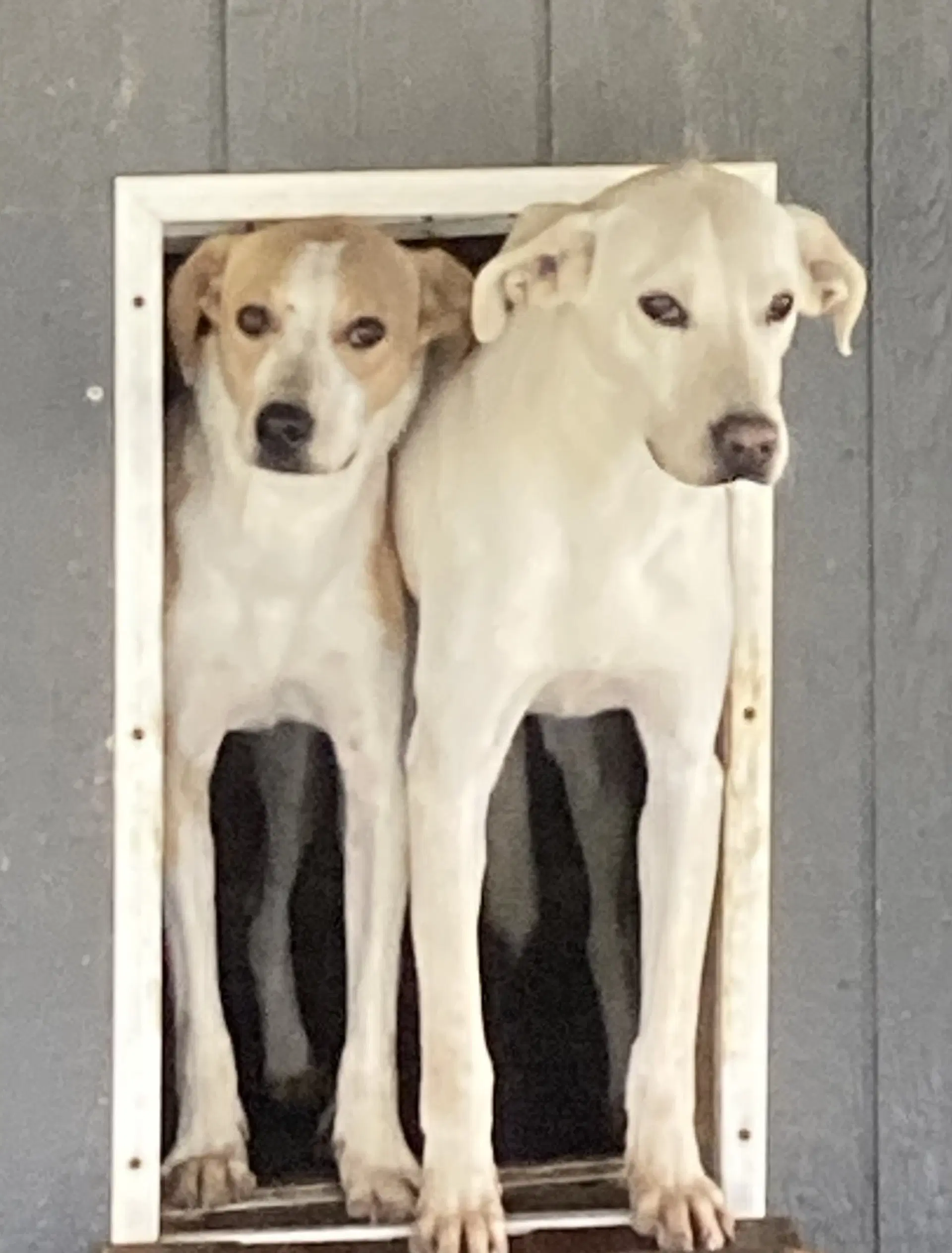 Monty In Foster - Hound