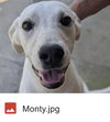 Monty (in foster) - Photo 2