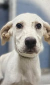 Monty (in foster) - Photo 3