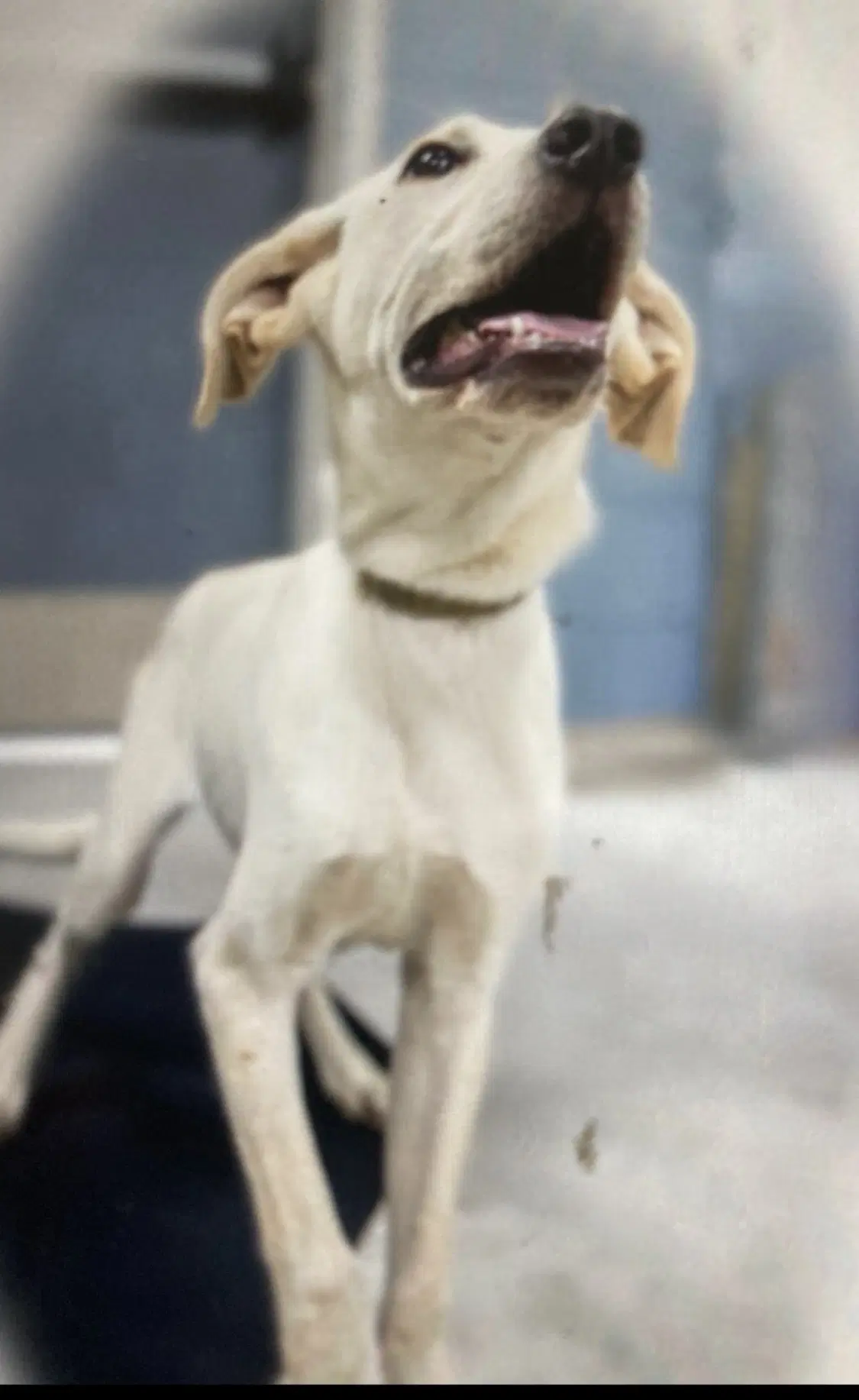 Monty In Foster image 4