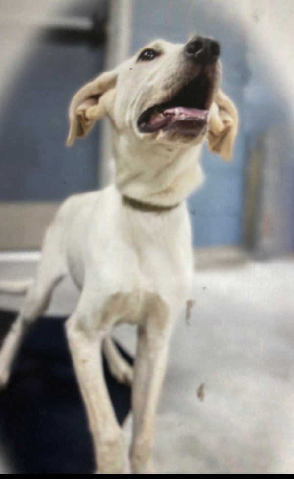 Monty (in foster)