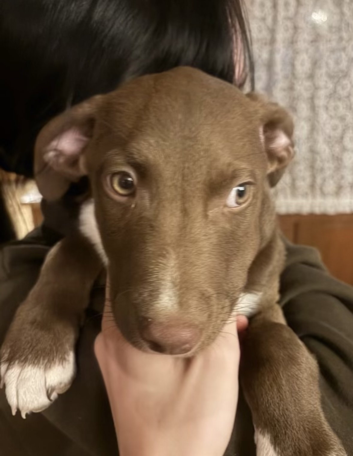 Opie (in foster)