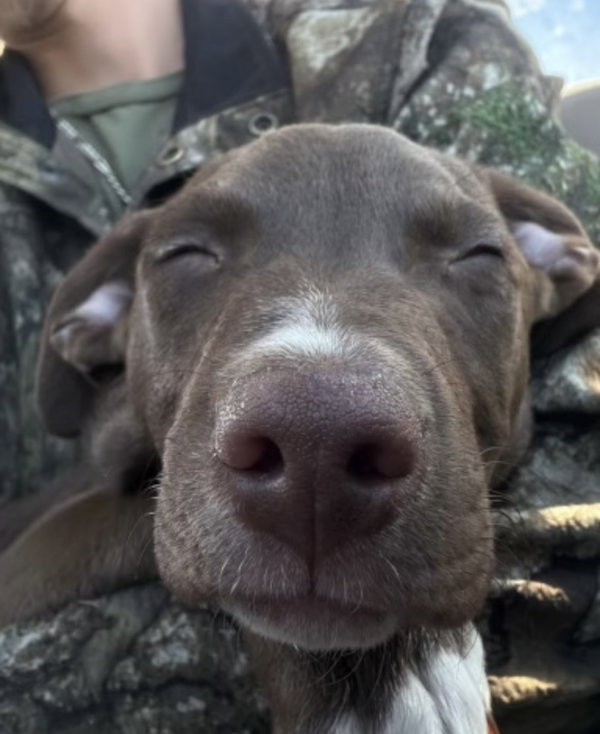 Opie (in foster)